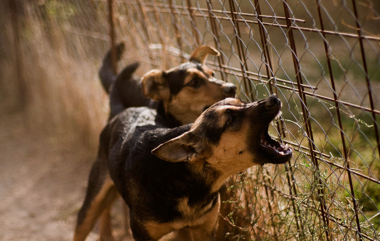 Two dogs barking at fence