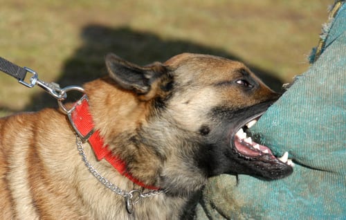 Belgian shepherd dog attacking a man and biting his leg